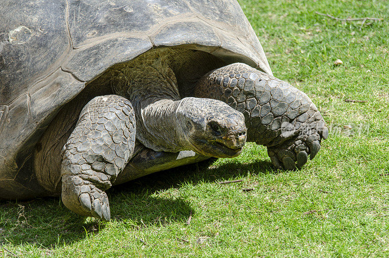 Geochelone大象:galapagos tortoise